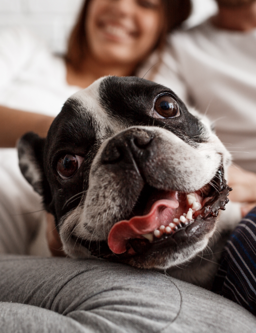 beautiful-couple-resting-sofa-with-dog