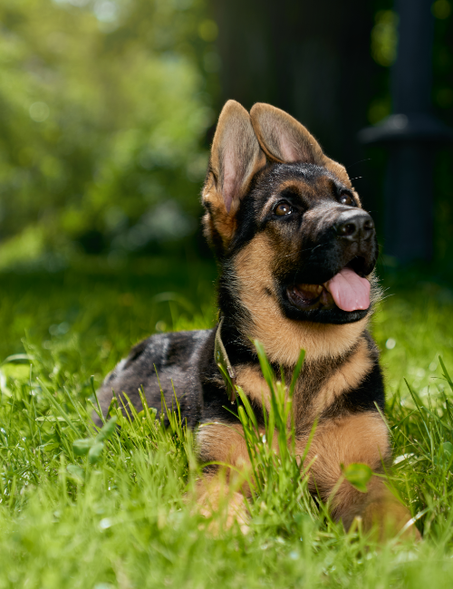 curious-german-shepherd-puppy-lying-grass