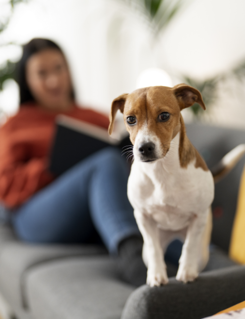 pet-lifestyle-together-with-owner